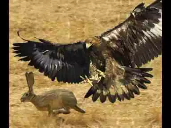 Video: Compilation of Eagles Most Spectacular Hunting Attack Moments